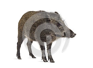 Standing Wild boar, isolated