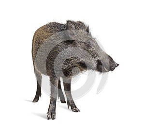 Standing Wild boar, isolated