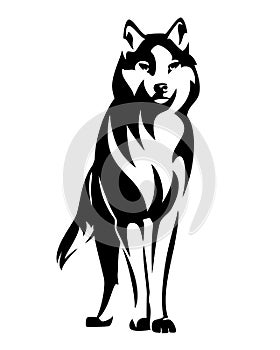 Standing wild wolf black and white vector design