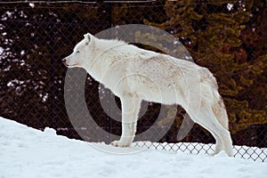 A standing wolf with the snow in the winter in the relax time