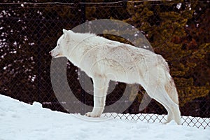A standing wolf with the snow in the winter in the relax time