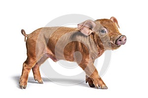 Standing young pig looking at the camera mixedbreed, isolated