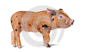 Standing young pig ready to walk looking at the camera mixedbreed