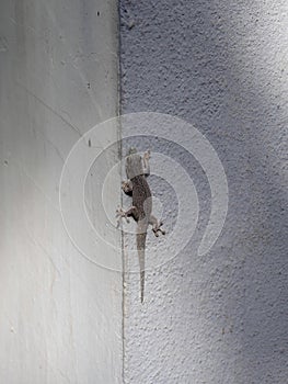 Â´The Standings day gecko, sits on a white wall of a house. Zombitse-Vohibasia National Park Madagsakr wild life photo