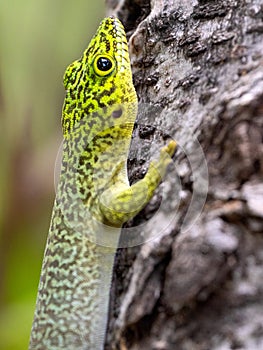 ´The Standings day gecko,sits on the cracked bark of a tree. Zombitse-Vohibasia National Park Madagsakr wild life