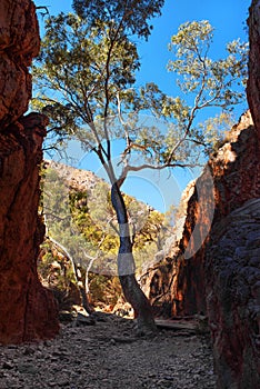 Standley Chasm, Northern Territory, Australia photo