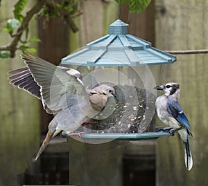 Standoff between Dove and Blue Jay at Bird Feeder