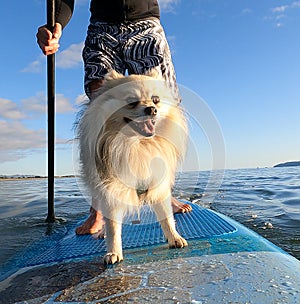 Standup paddleboarding with pet dog at beach