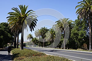 Palm trees Stanford university campus photo