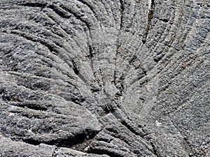 Stange shape of a tree in the solidified lava flow of piton de la Fournaise, Reunion