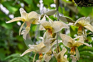 Stanhopea costaricensis is a species of orchid