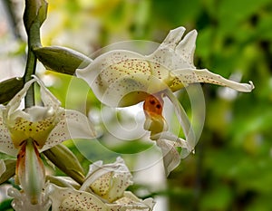 Stanhopea costaricensis is a species of orchid