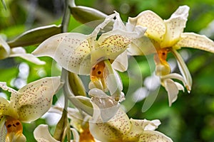 Stanhopea costaricensis is a species of orchid endemic to Central America (Costa Rica, El Salvador