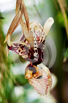 Stanhopea tigrina