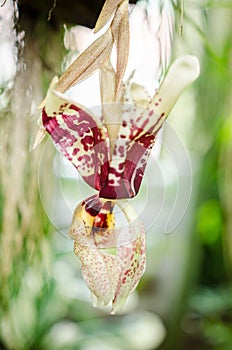 Stanhopea tigrina-orchid