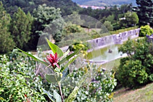 Stanjel Ferrari Garden