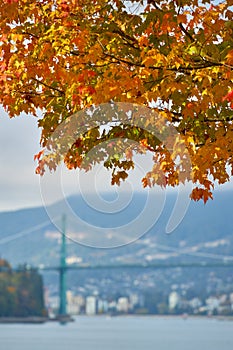 Burrard Inlet Fall Colours vertical