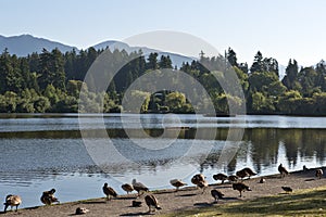 Stanley park Vancouver Canada photo