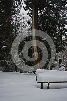 A tree and a park bench