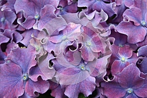 Stanning hydrangea flowers, background