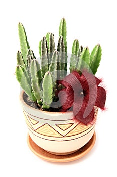 Stapelia