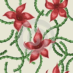 Stapelia flowers