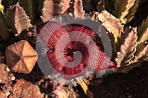 Stapelia gigantea cactus