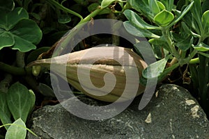 Stapelia grandiflora carrion plant bud and leaves