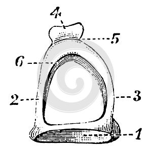 Stapes on Stirrup Bone, vintage illustration