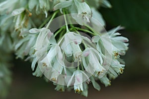 Staphylea blossom in the spring garden