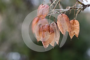 Staphylea, called bladdernuts on a tree in autumn, selective focus