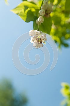 Staphylea pinnata, the European bladdernut in full blooming, spring