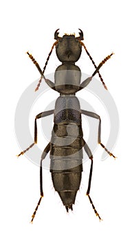 Staphylinidae