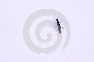 Staphylinidae beetle