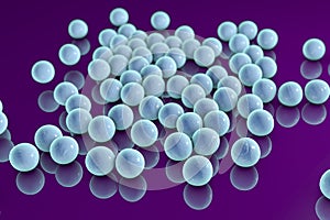 Staphylococci, spherical bacteria photo