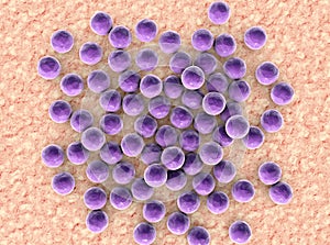 Staphylococci, spherical bacteria