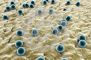 Staphylococci on the surface of skin photo