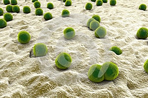 Staphylococci on the surface of skin photo