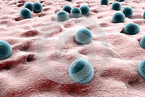 Staphylococci on the surface of skin photo