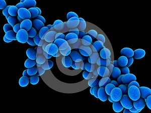 Staphylococcus photo