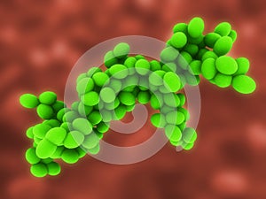 Staphylococcus photo