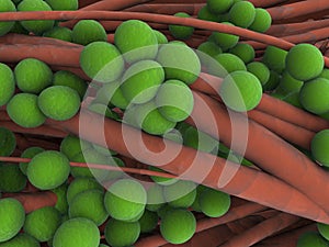 Staphylococcus