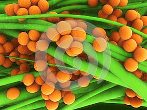 Staphylococcus