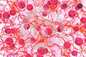 Staphylococcus aureus 3D illustration