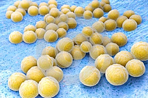 Staphylococcus aureus