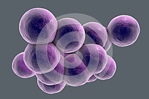 Staphylococcus aureus bacteria