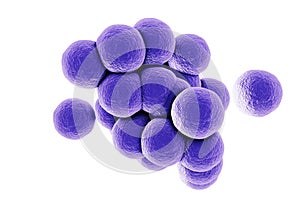 Staphylococcus aureus bacteria