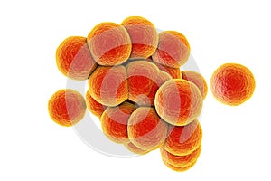 Staphylococcus aureus bacteria photo