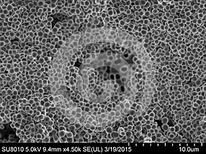 Staphylococcus aureus biofilm on a porous membrane