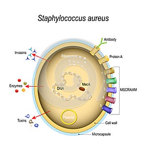 Staphylococcus aureus cell structure and pathogenic factors photo